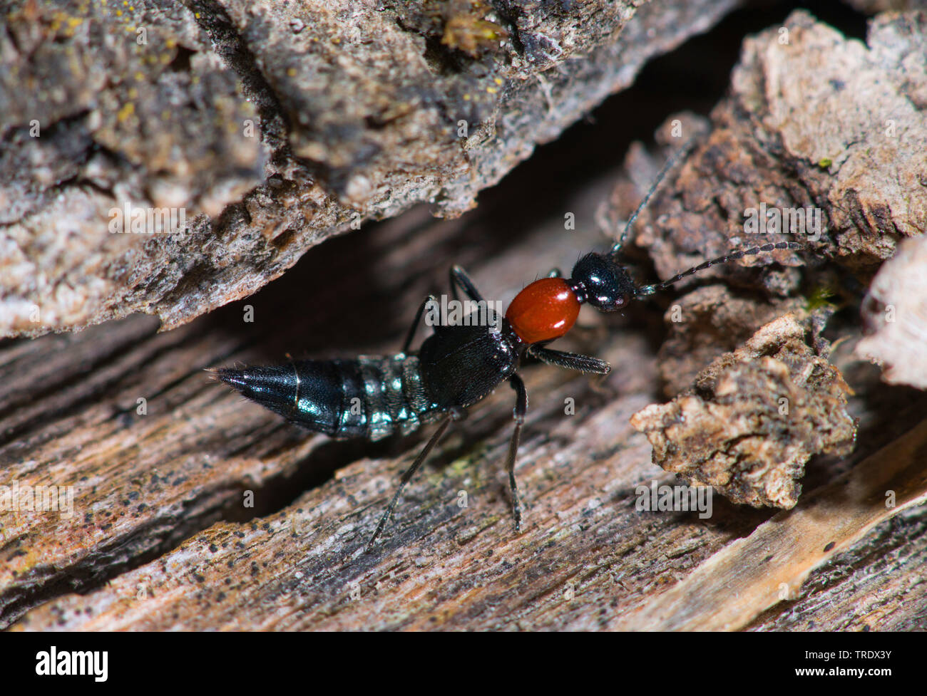 rove beetle (Paederus ruficollis, Paederidus ruficollis), lateral view, Germany Stock Photo