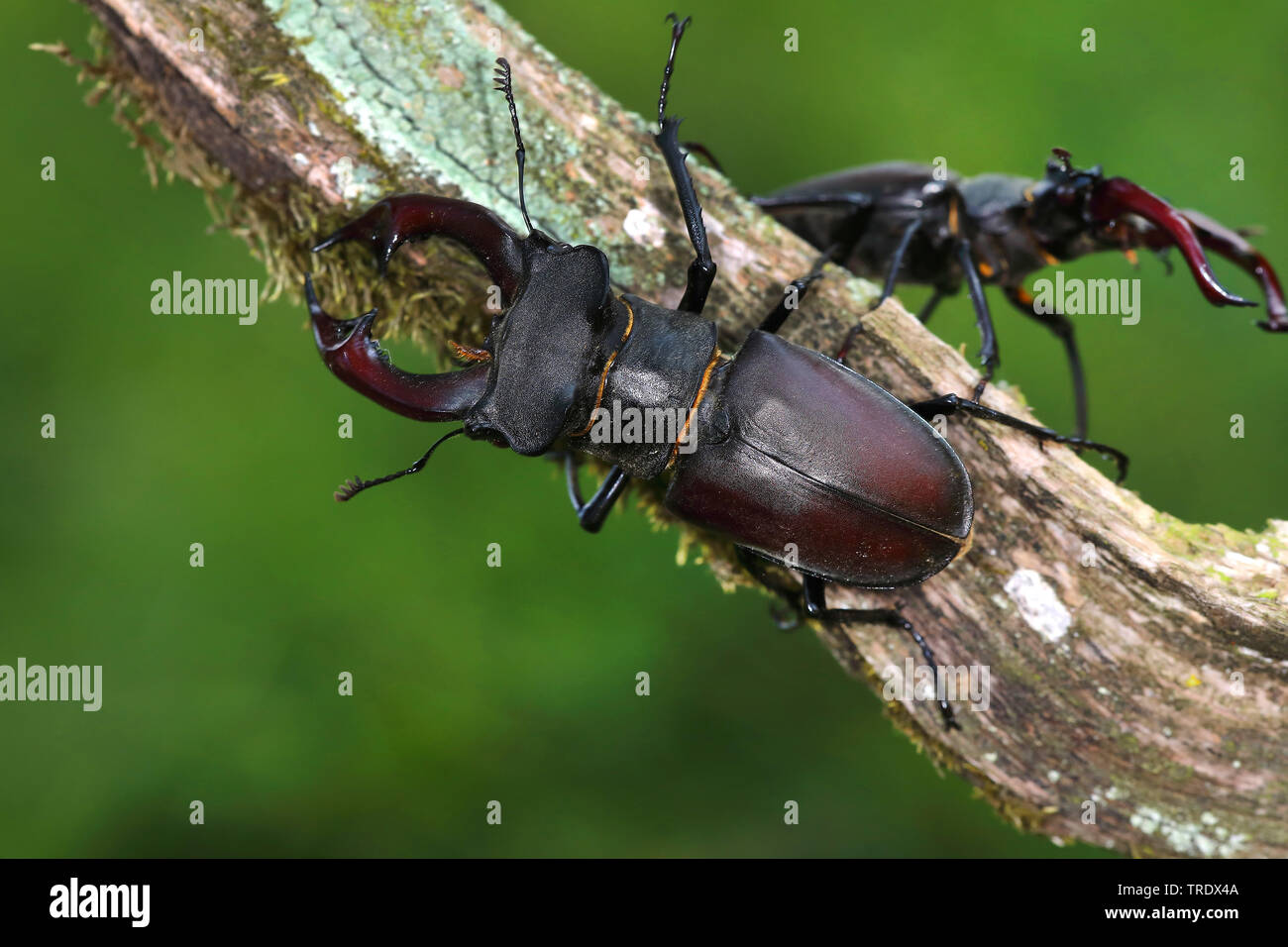 stag beetle, European stag beetle (Lucanus cervus), two males on a branch, Germany Stock Photo