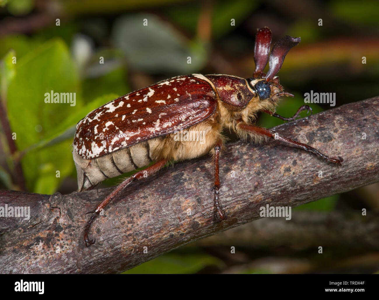 fuller (Polyphylla fullo), sitting on a branch, Germany Stock Photo