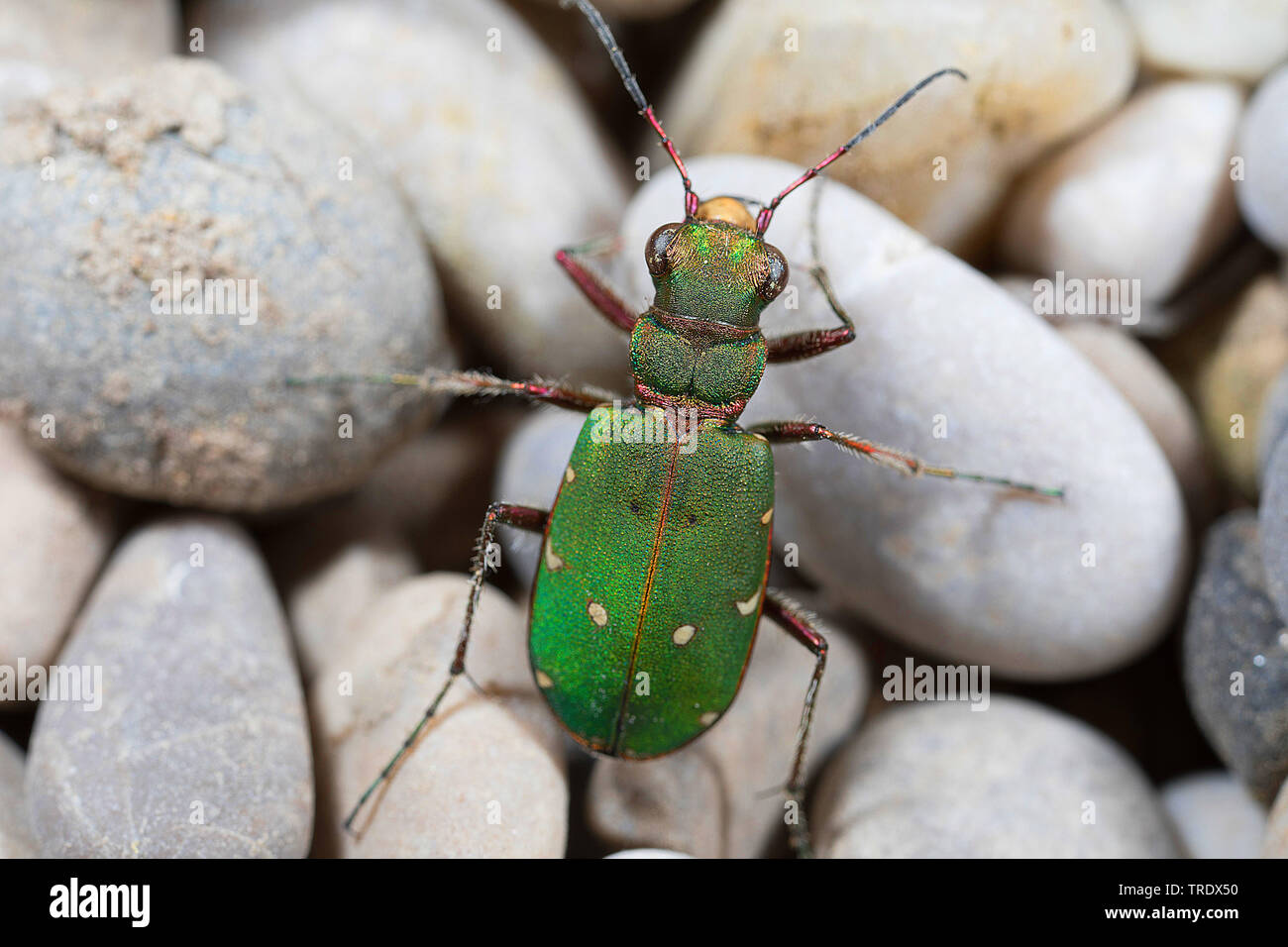 Green tiger beetle (Cicindela campestris), on pebble, Germany Stock Photo