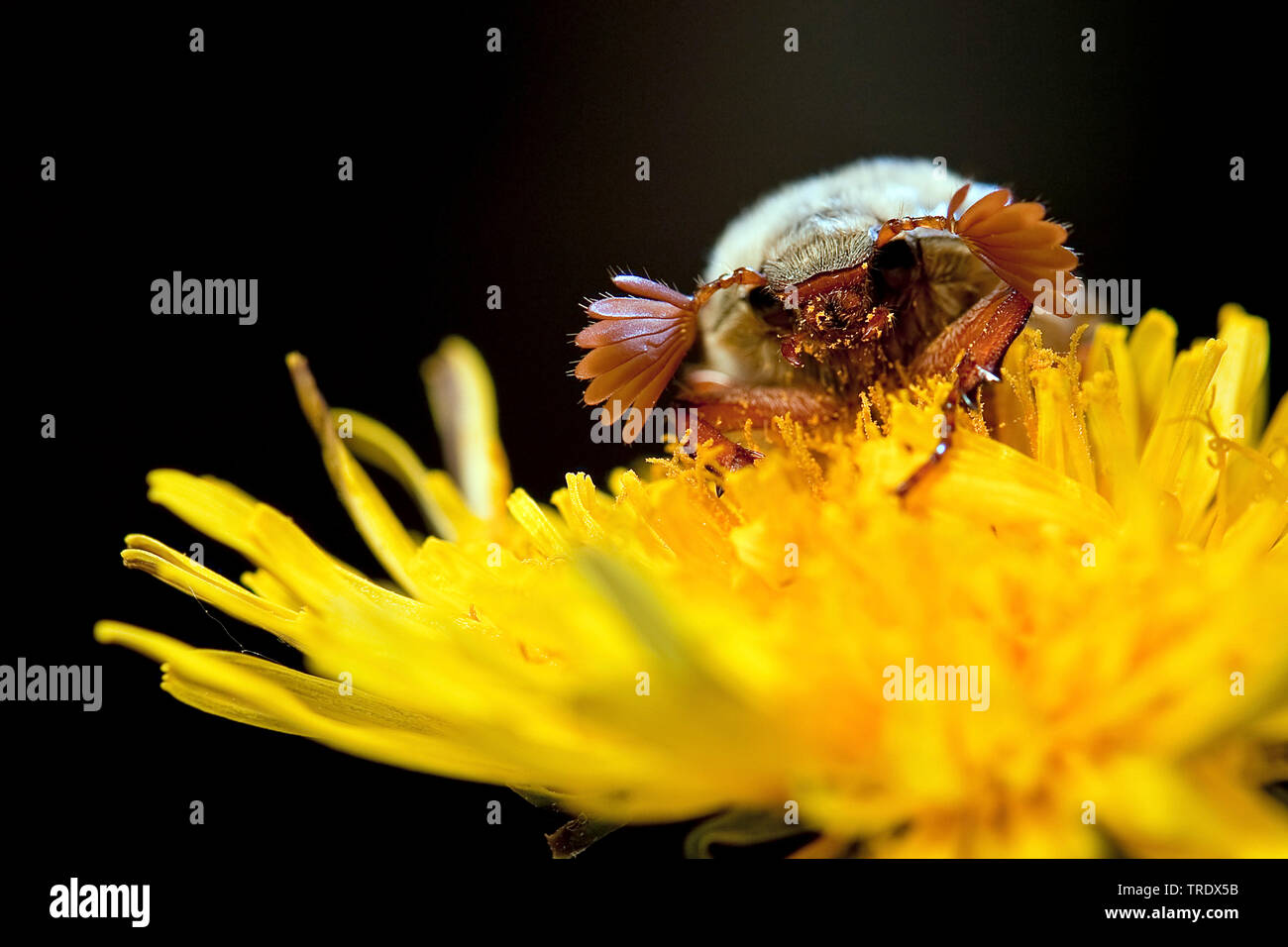 Common cockchafer, Maybug, Maybeetle (Melolontha melolontha), male on yellow blossom, front view, Netherlands, Overijssel Stock Photo