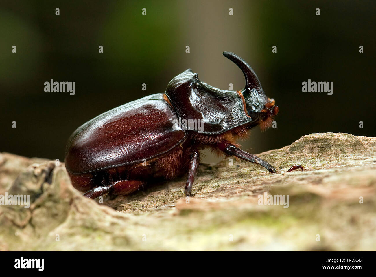 European rhinoceros beetle (Oryctes nasicornis), sitting on wood, Netherlands, Gelderland Stock Photo