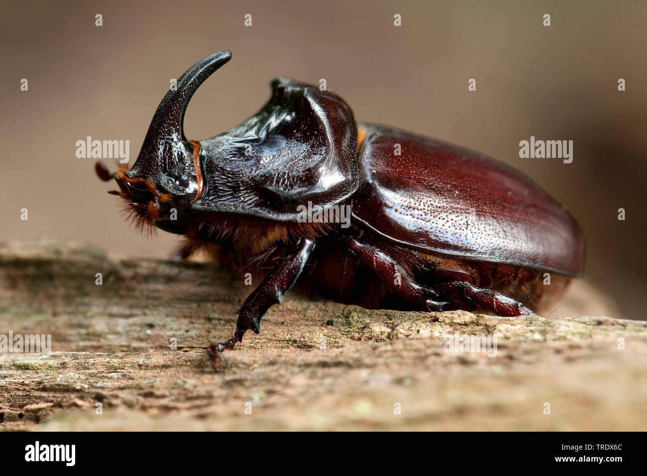 European rhinoceros beetle (Oryctes nasicornis), sitting on wood, Netherlands, Gelderland Stock Photo