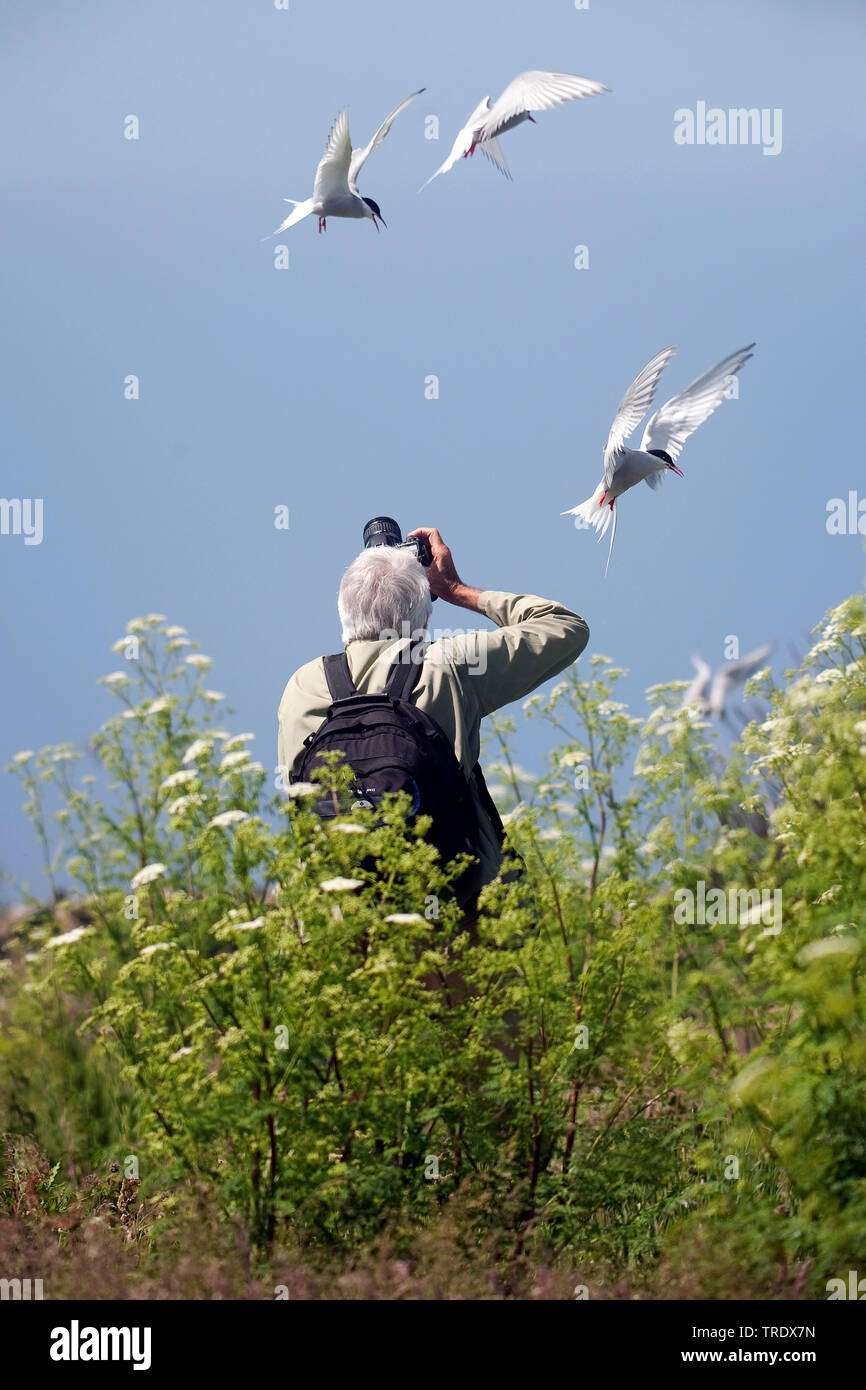 Birdphotographer at seabird colony, United Kingdom, England, Northumberland, Farne Islands Stock Photo