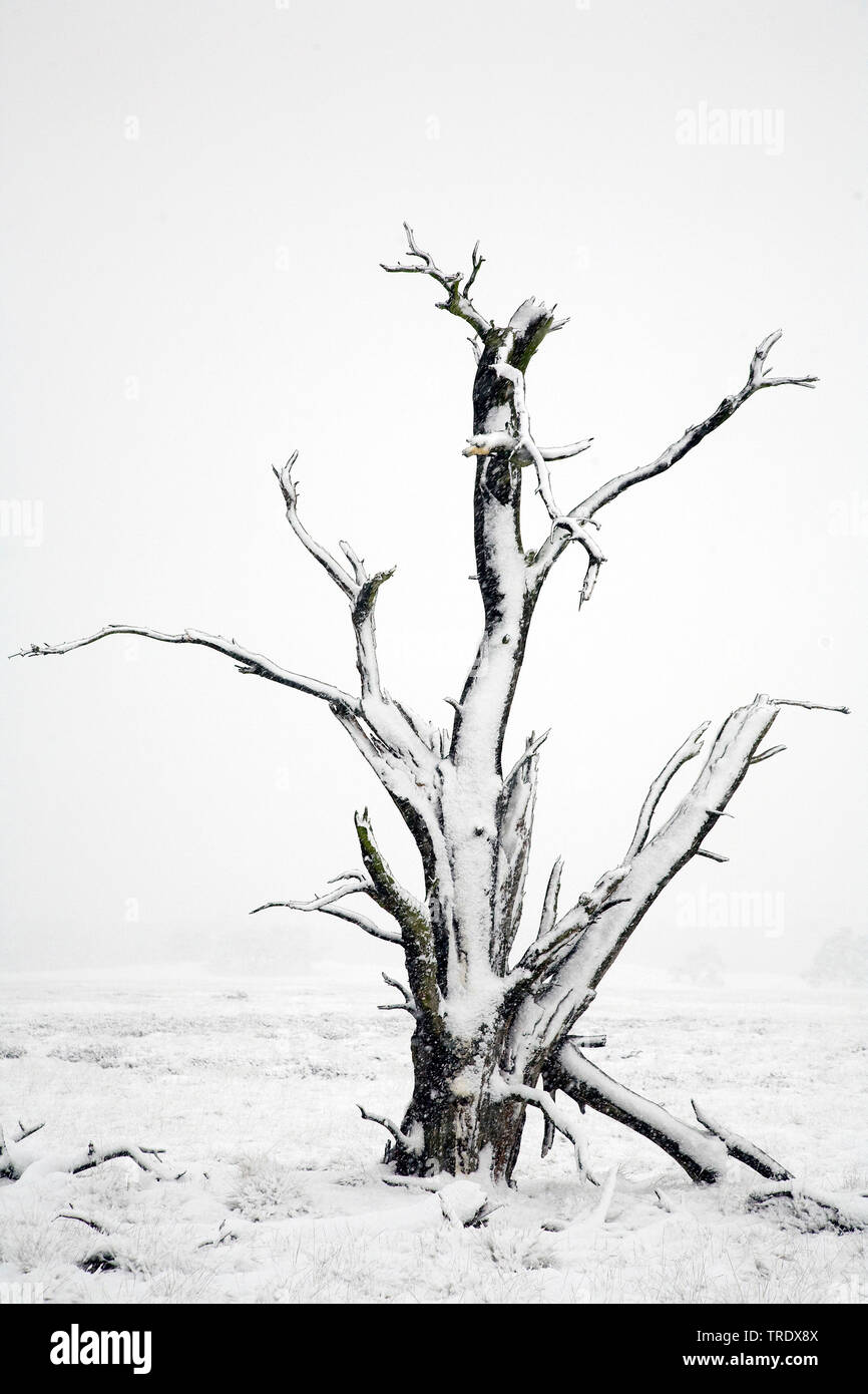dead tree in winter, Netherlands, Hoge Veluwe National Park Stock Photo