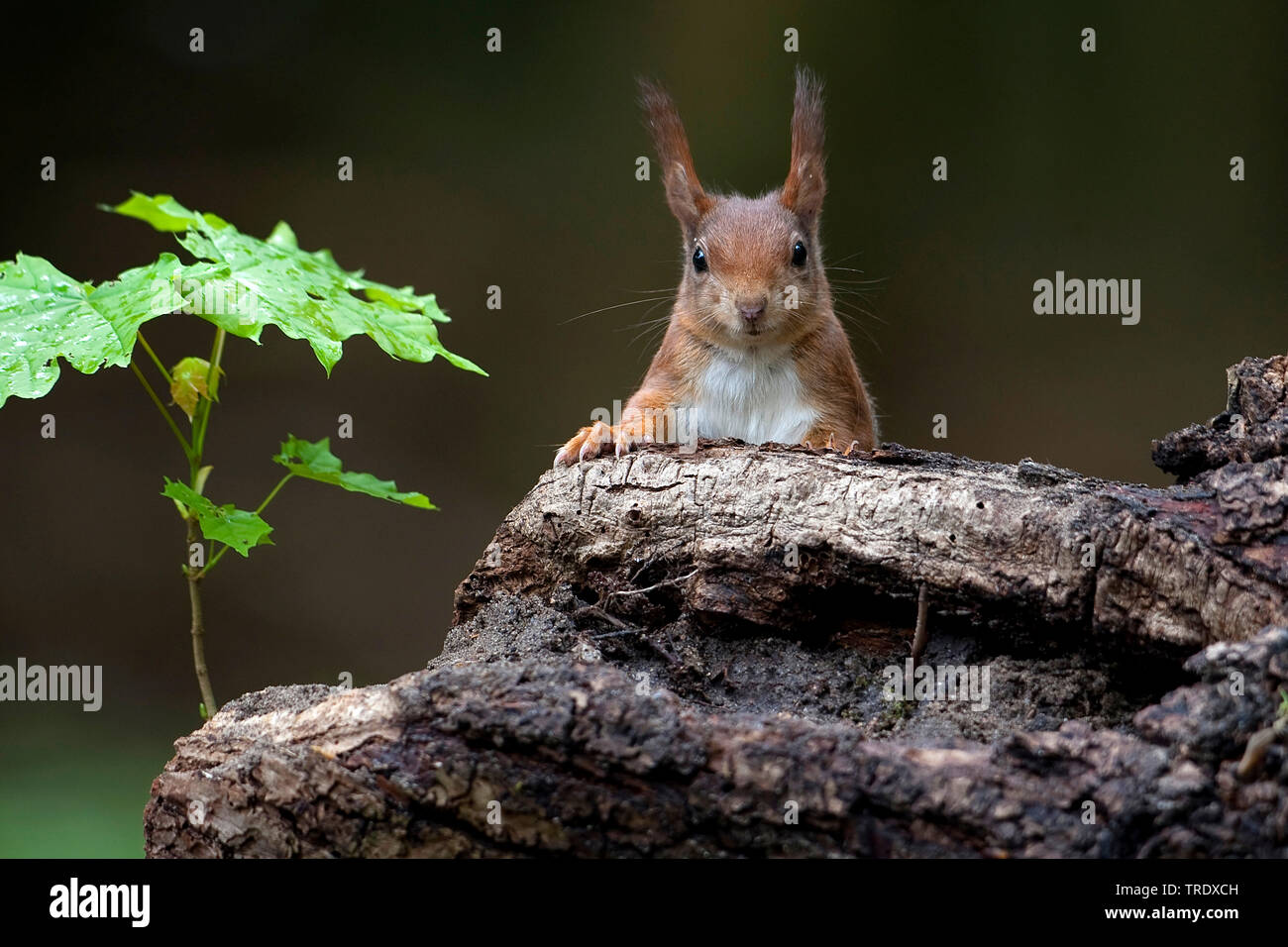 European red squirrel, Eurasian red squirrel (Sciurus vulgaris), on a tree root, Netherlands, Overijssel Stock Photo