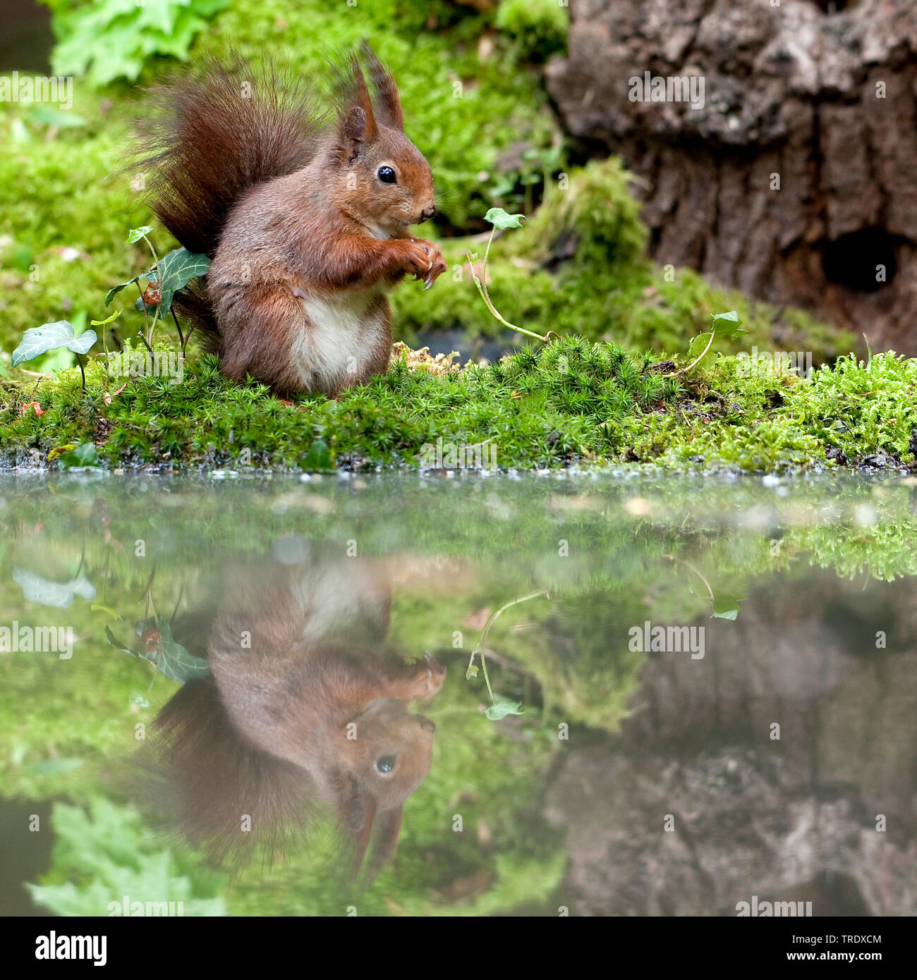 European red squirrel, Eurasian red squirrel (Sciurus vulgaris), at a pool in the wood, Netherlands, Overijssel Stock Photo