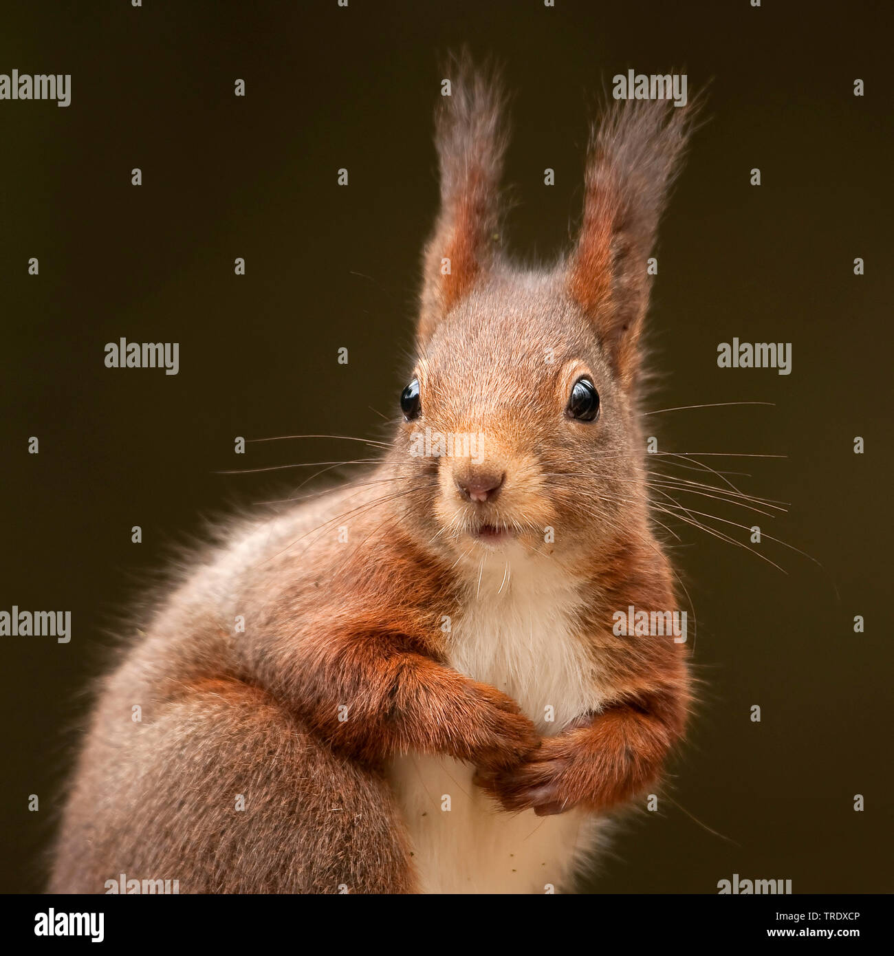 European red squirrel, Eurasian red squirrel (Sciurus vulgaris), portrait, Netherlands, Overijssel Stock Photo