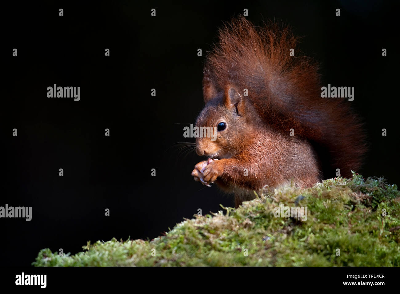 European red squirrel, Eurasian red squirrel (Sciurus vulgaris), on a tree stump, Netherlands, Overijssel Stock Photo