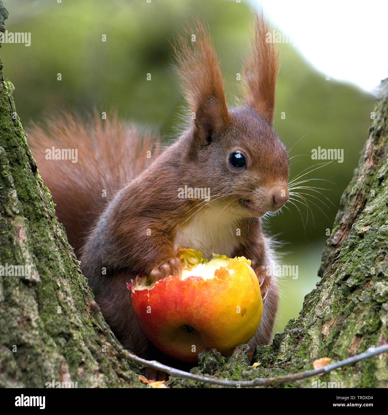Red Squirrel Eating Apple High Resolution Stock Photography And Images Alamy