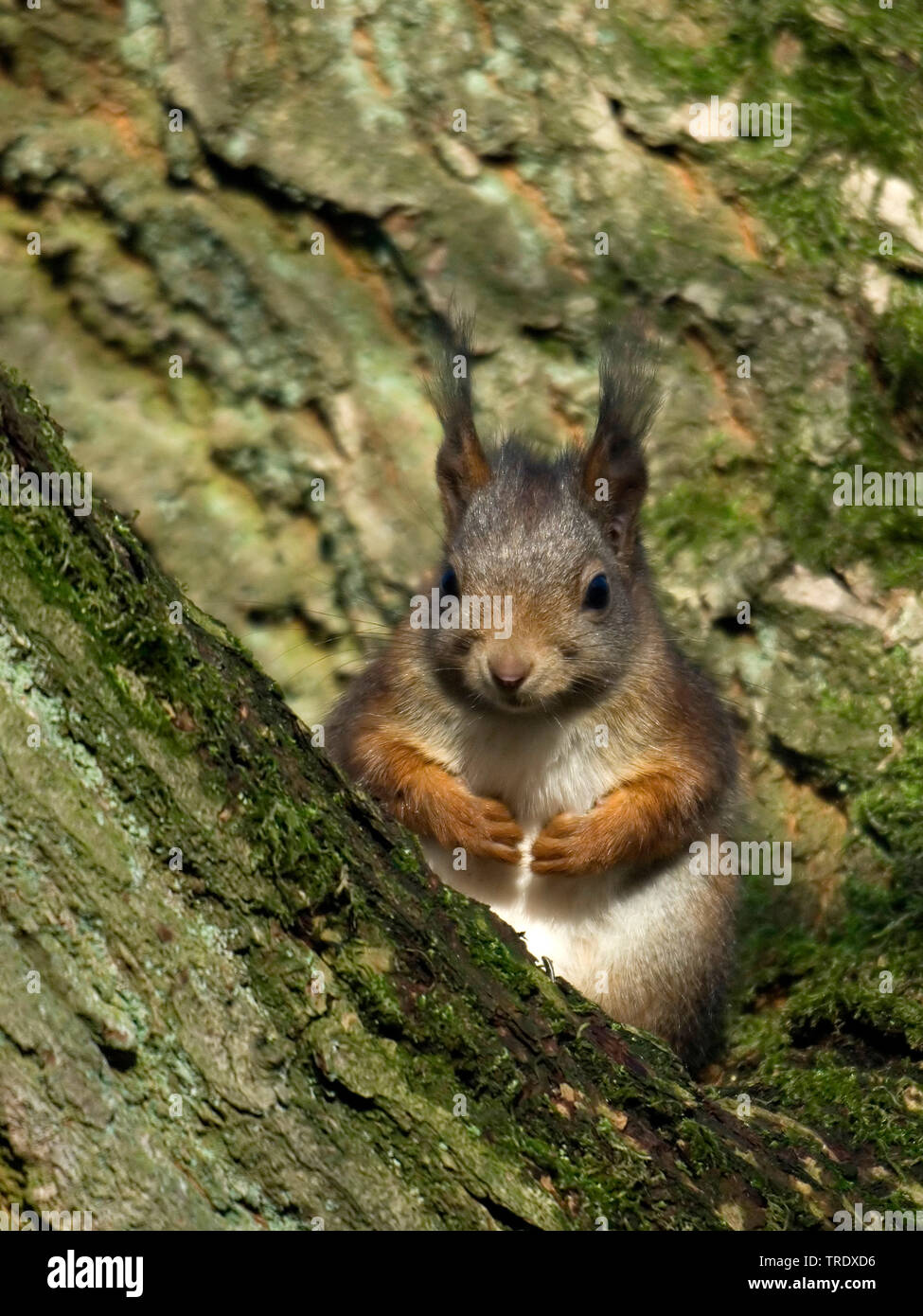 European red squirrel, Eurasian red squirrel (Sciurus vulgaris), on a tree, Netherlands, Overijssel Stock Photo