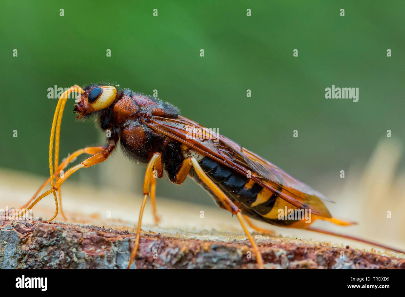giant wood wasp, giant horntail, greater horntail (Urocerus gigas), grooming its feelers, side view, Germany, Bavaria, Niederbayern, Lower Bavaria Stock Photo