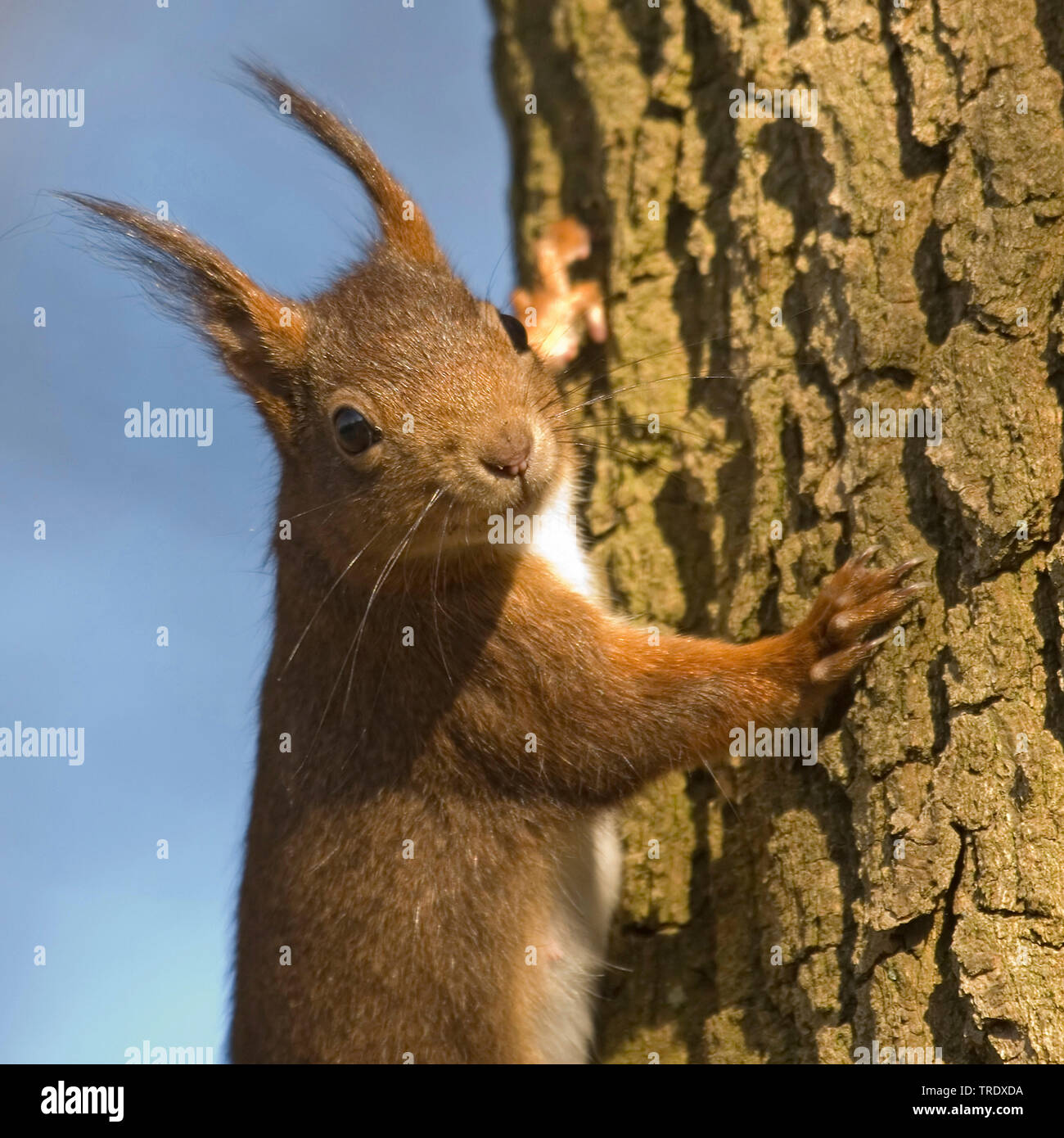 European red squirrel, Eurasian red squirrel (Sciurus vulgaris), at a tree trunk, Netherlands, Overijssel Stock Photo