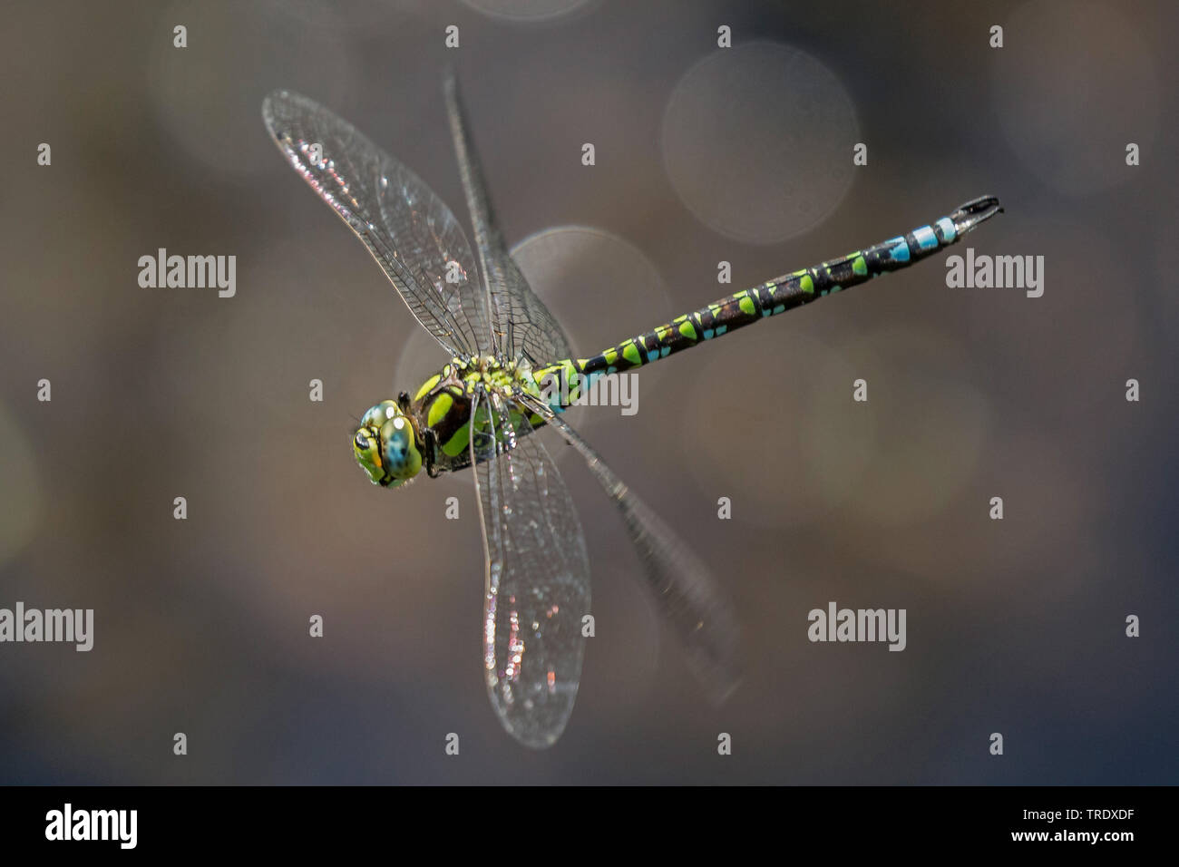 blue-green darner, southern aeshna, southern hawker (Aeshna cyanea), im Flug, Germany, Bavaria, Niederbayern, Lower Bavaria Stock Photo