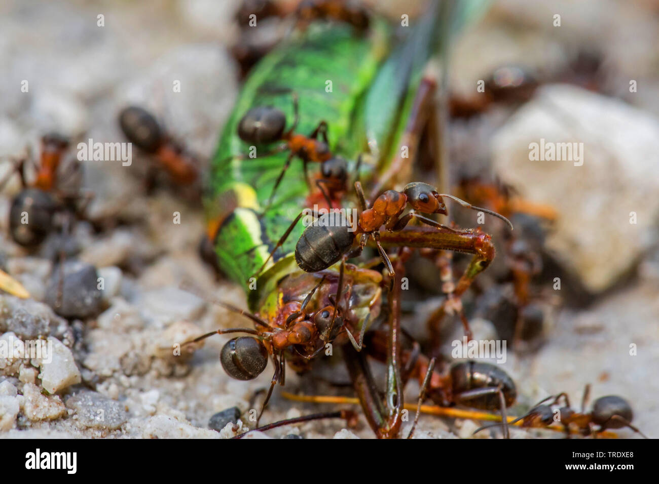 Wood Eating Ants High Resolution Stock Photography and Images Alamy