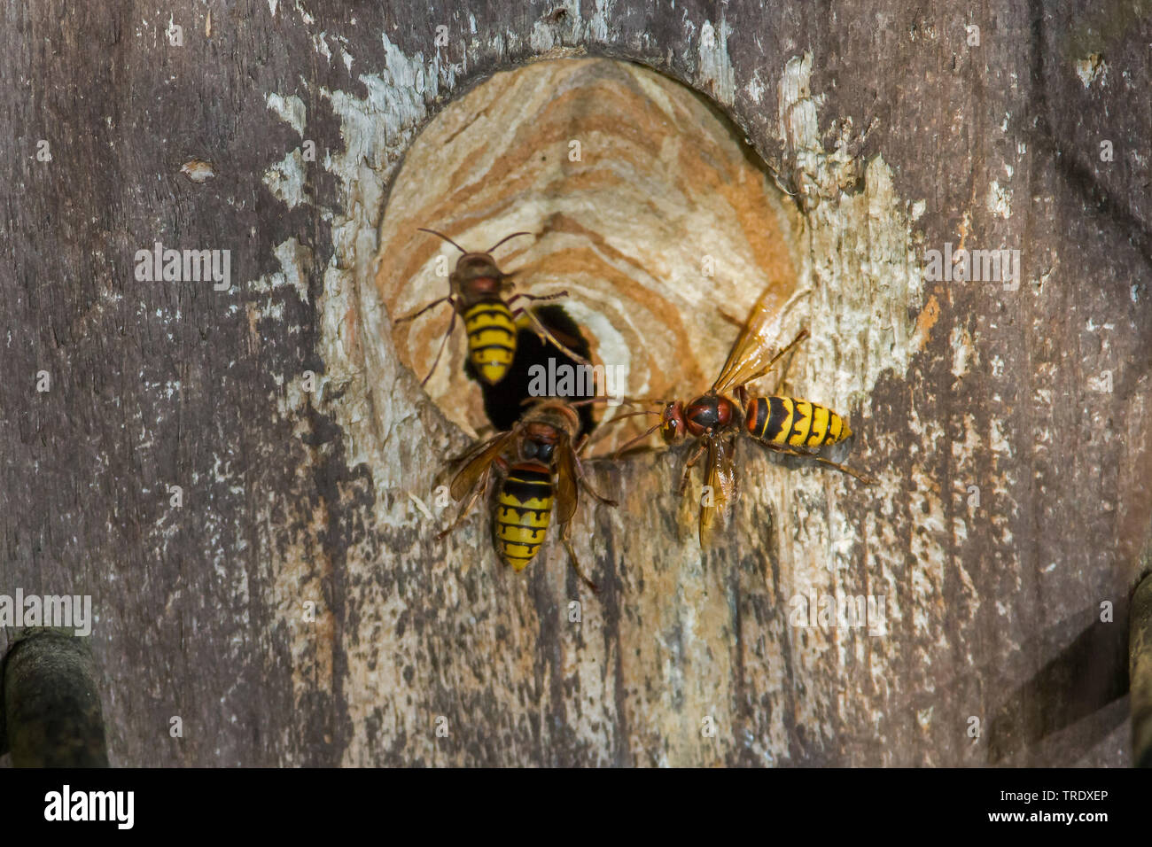 hornet, brown hornet, European hornet (Vespa crabro), female workers in front of a sticky entrance hole of a nest box, Germany, Bavaria, Oberbayern, Upper Bavaria Stock Photo