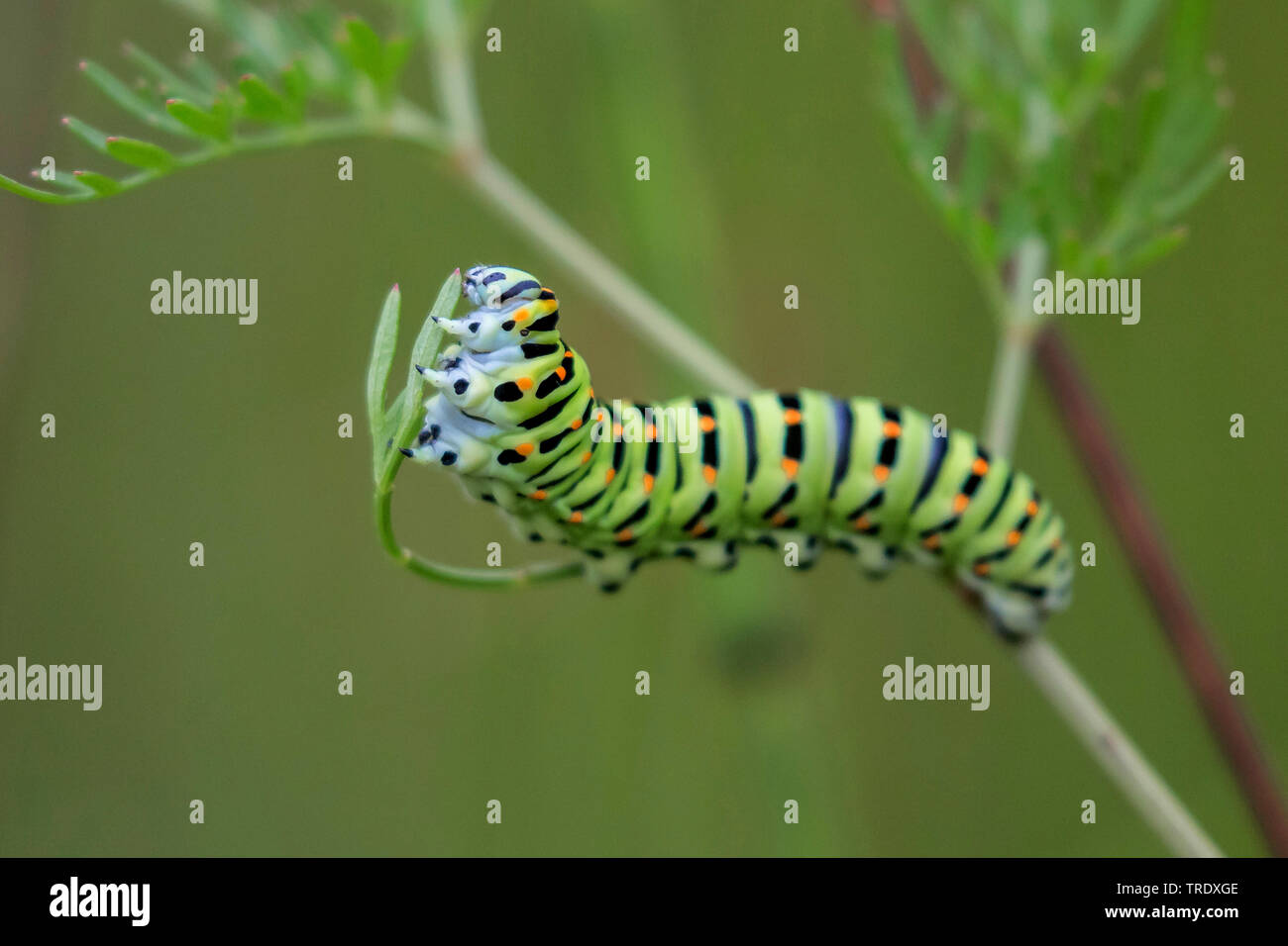 swallowtail (Papilio machaon), caterpillar feeding on Milk-parsley, Germany, Bavaria, Oberbayern, Upper Bavaria Stock Photo