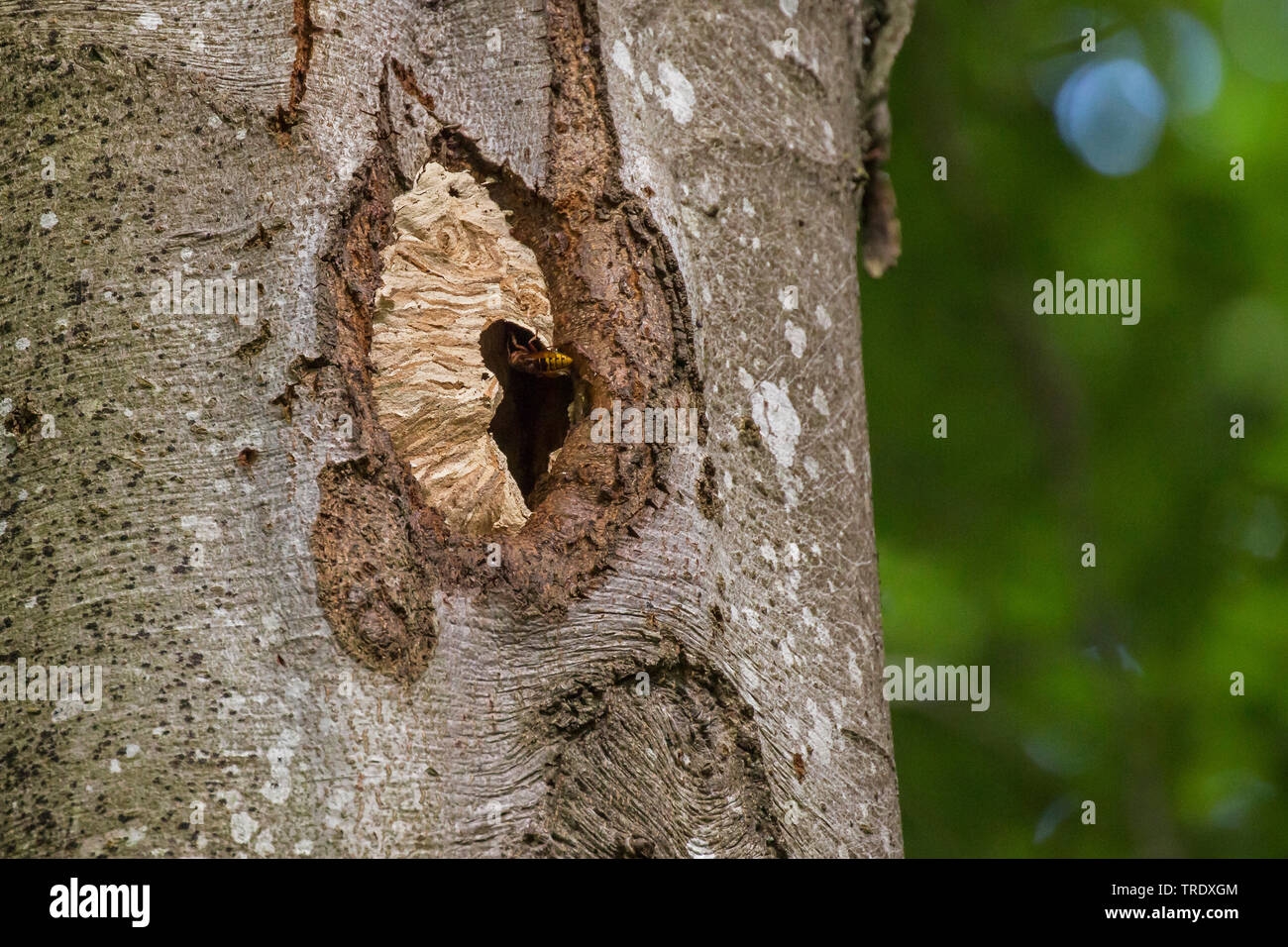hornet, brown hornet, European hornet (Vespa crabro), sticky entrance hole of a black woodpecker cavity, Germany, Bavaria, Niederbayern, Lower Bavaria Stock Photo