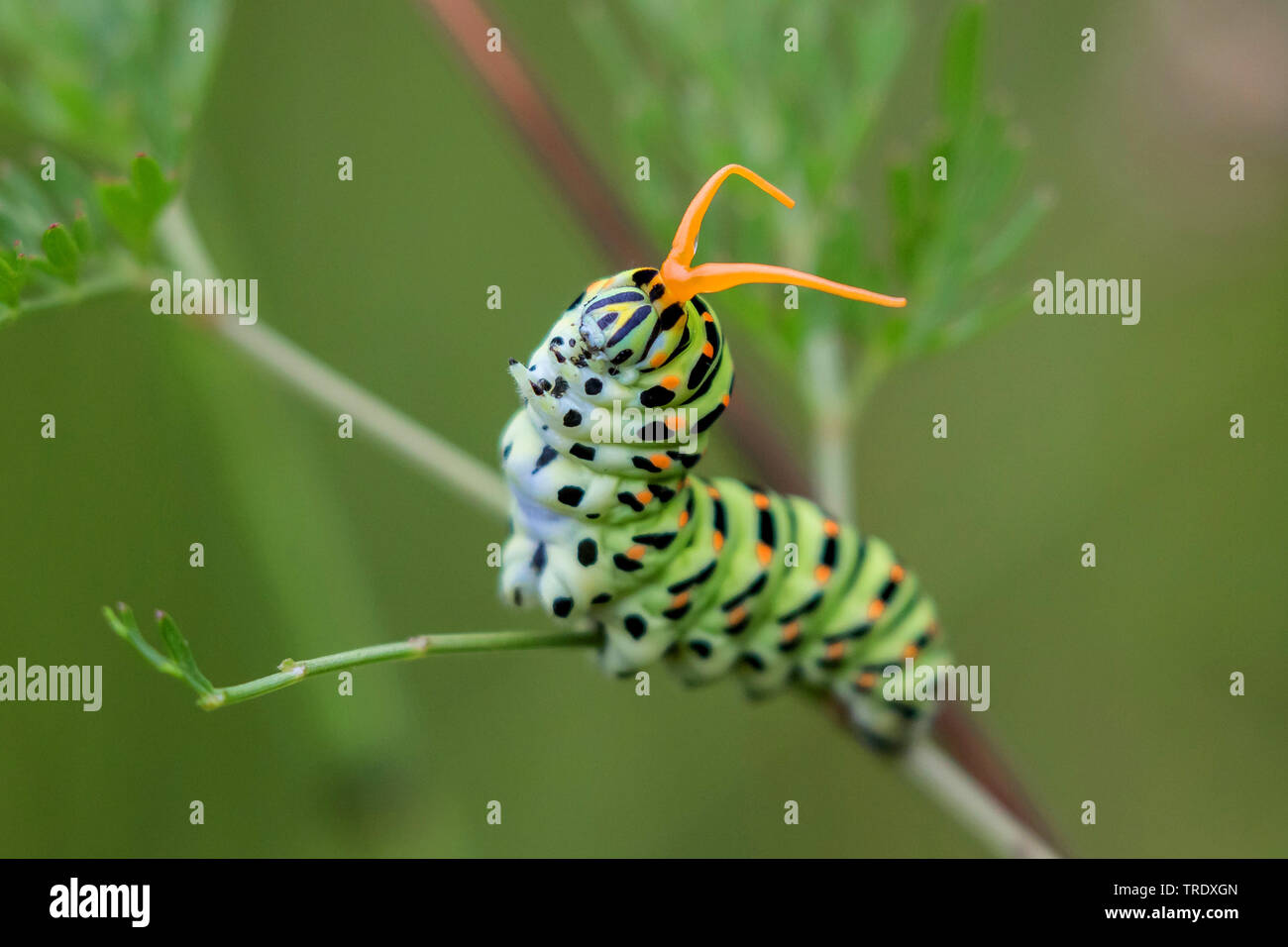 swallowtail (Papilio machaon), caterpillar in threatening posture, Germany, Bavaria, Oberbayern, Upper Bavaria Stock Photo