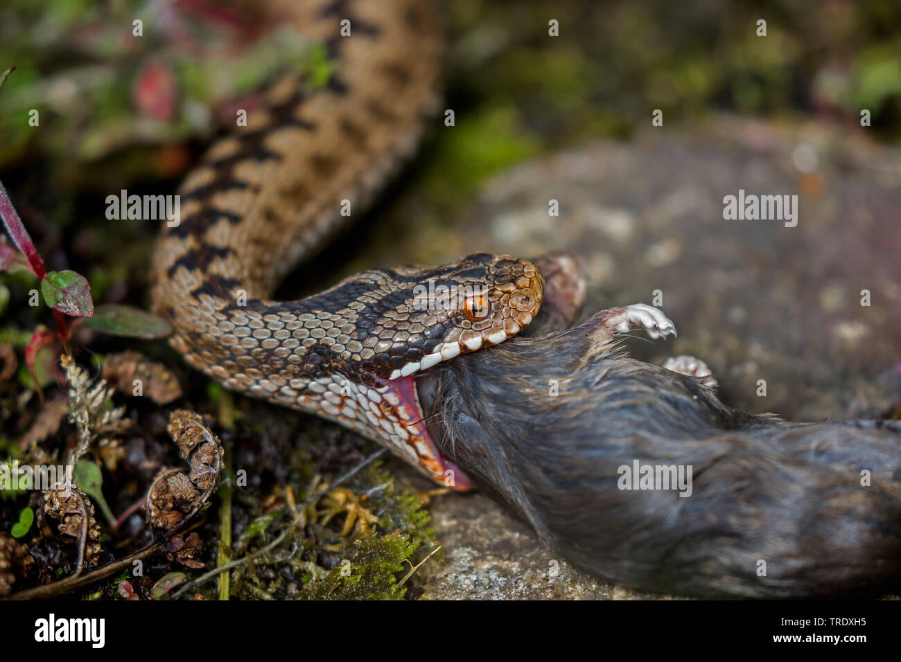 Adder, common viper, common European viper, common viper (Vipera berus),  eating from the nest fallen young bird, portrait, Germany, Bavaria,  Oberpfalz Stock Photo - Alamy