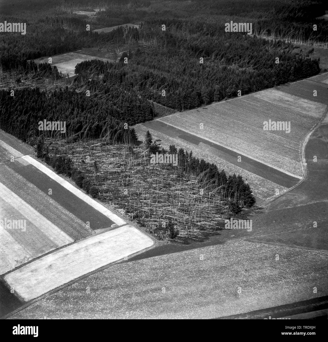 storm losses in a forest at Ingolstadt, aerial photo from the year 1960, Germany, Bavaria, Oberbayern, Upper Bavaria Stock Photo