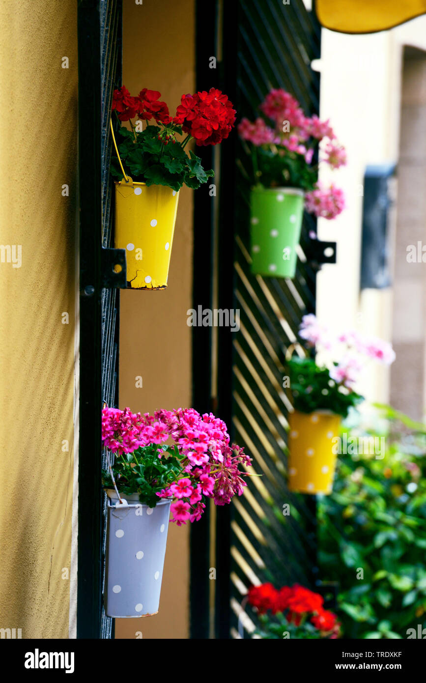 geranium (Pelargonium spec.), colorful flowerpots with flowering geraniums at a house facade, Italy, Sardegna, Alghero Stock Photo