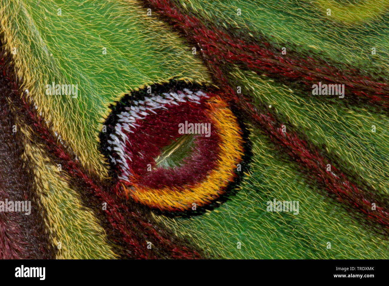 Spanish moon moth (Graellsia isabellae, Graellsia isabelae), eye spot, Germany Stock Photo