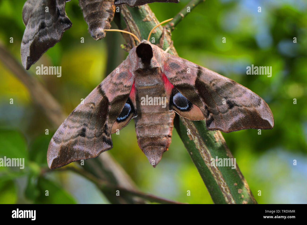 Eyed Hawk-Moth, Eyed Hawkmoth, Hawkmoths Hawk-moths (Smerinthus ocellata, Smerinthus ocellatus), top view, Germany Stock Photo