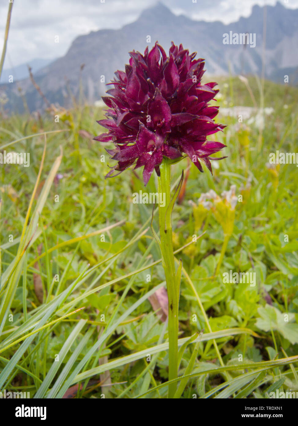 Black Vanilla Orchid (Nigritella nigra), inflorescences, Germany Stock Photo