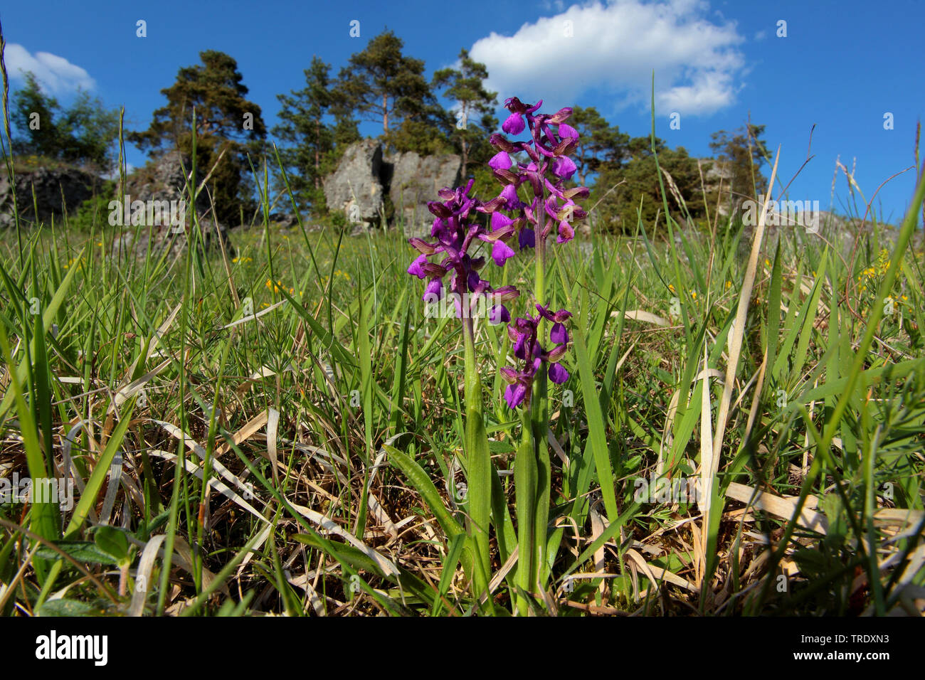 Green-winged orchid, Green-veined orchid (Orchis morio, Anacamptis morio), blooming, Germany Stock Photo