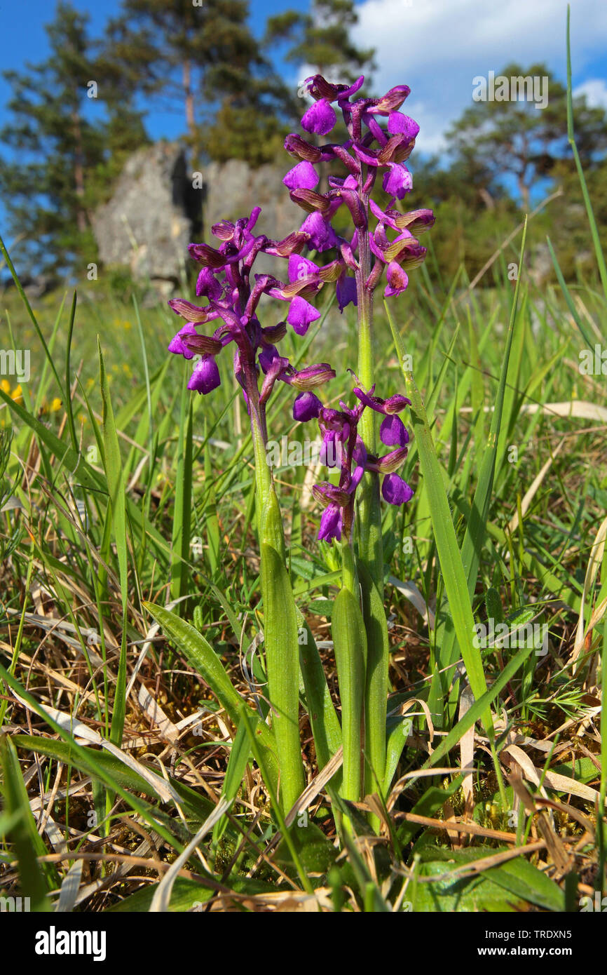 Green-winged orchid, Green-veined orchid (Orchis morio, Anacamptis morio), blooming, Germany Stock Photo