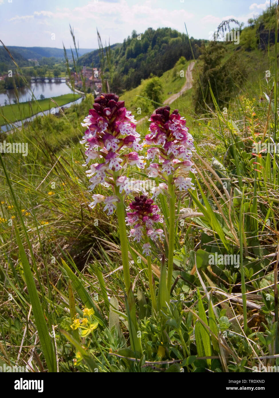 Burnt orchid, Burnt-tip orchid, Burnt tip orchid (Orchis ustulata, Neotinea ustulata), blooming in a meadow, Germany, Bavaria Stock Photo