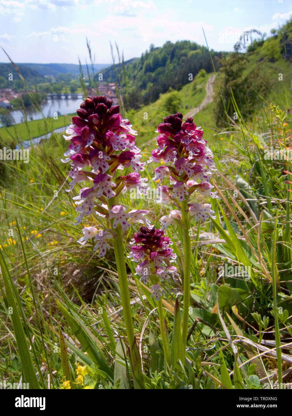 Burnt orchid, Burnt-tip orchid, Burnt tip orchid (Orchis ustulata, Neotinea ustulata), blooming in a meadow, Germany, Bavaria Stock Photo