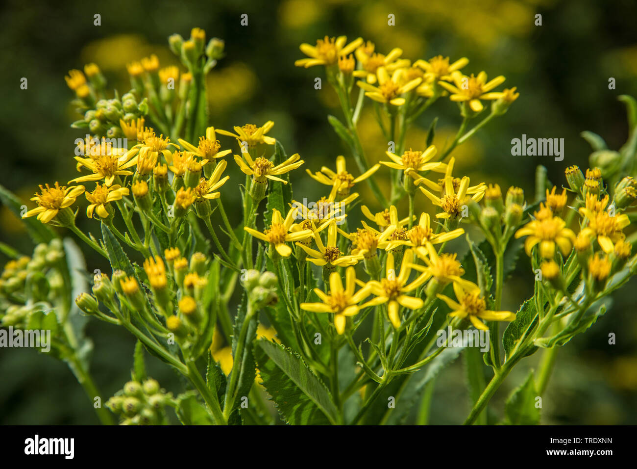 Senecio sarracenicus (Senecio sarracenicus, Senecio fluviatilis), blooming, Germany Stock Photo