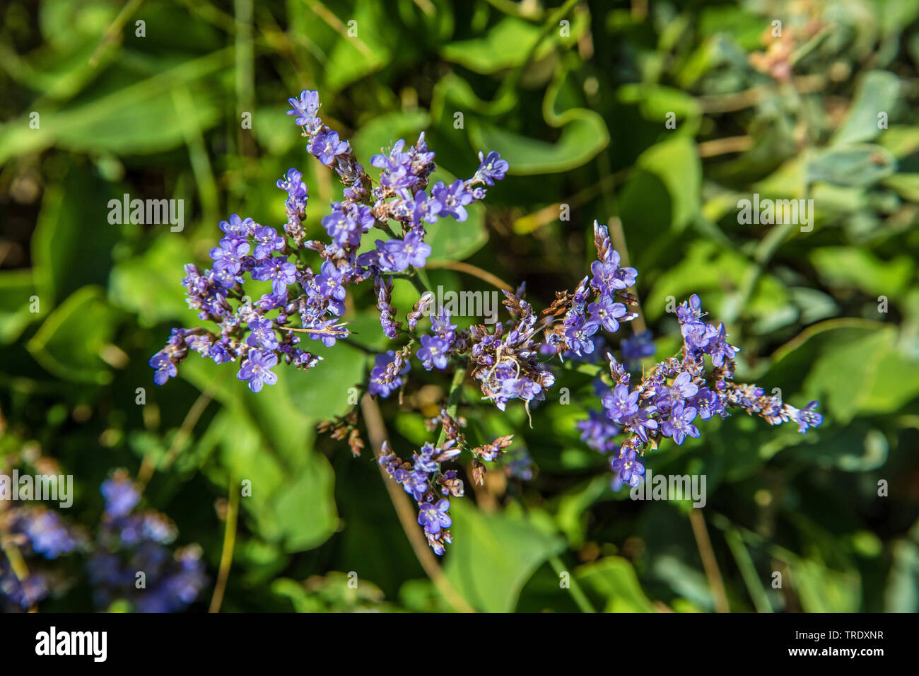 common sea-lavender, mediterranean sea-lavender (Limonium vulgare), blooming, Germany Stock Photo