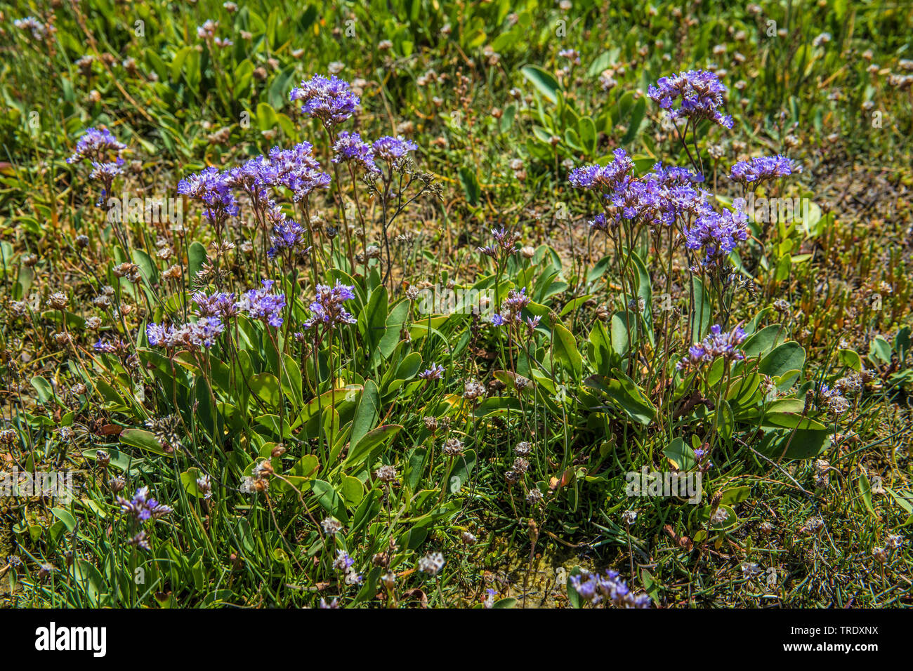 common sea-lavender, mediterranean sea-lavender (Limonium vulgare), blooming, Germany Stock Photo