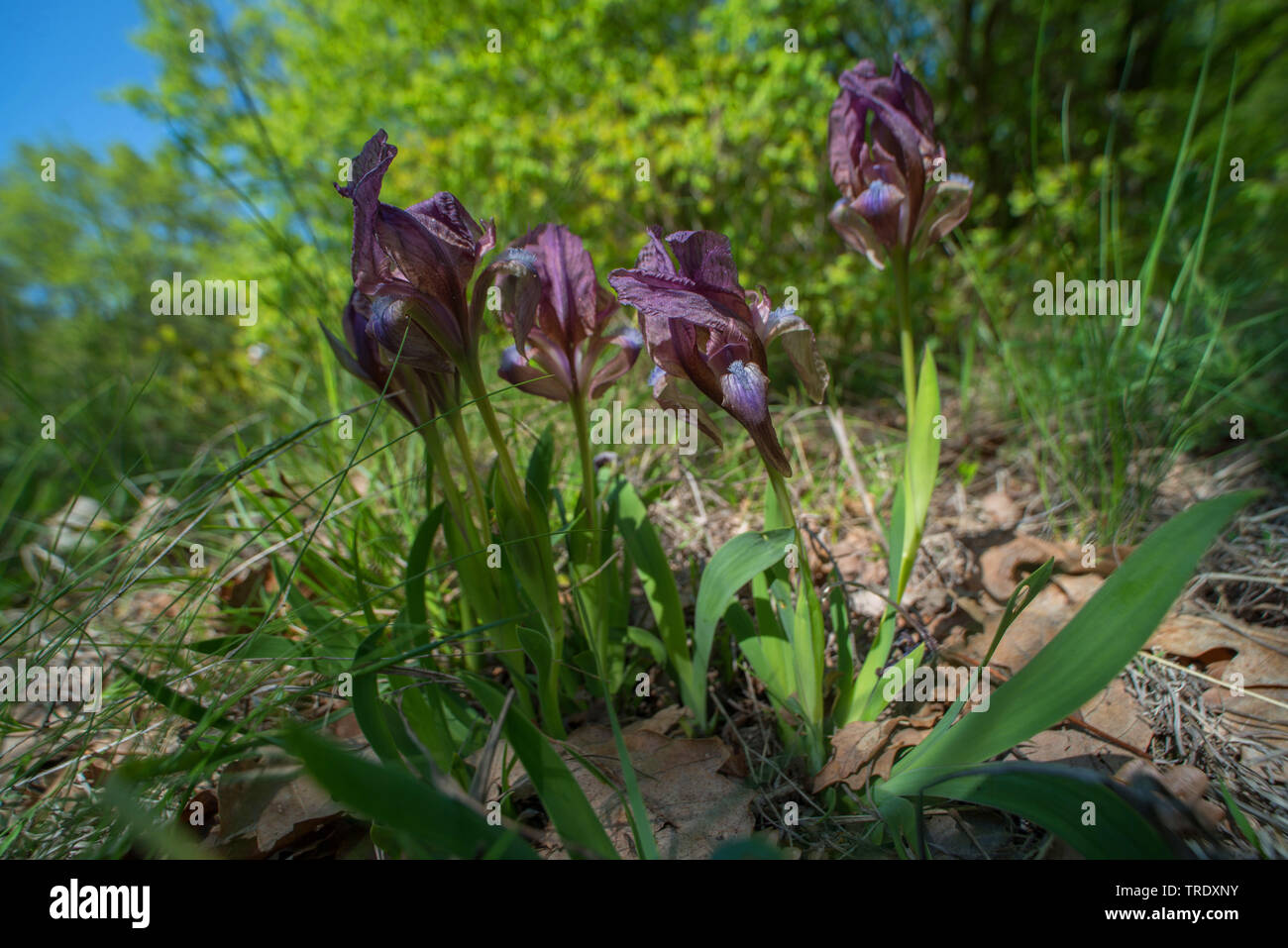 Iris (Iris suaveolens), blooming, Romania, Babadag Dobrogea Stock Photo