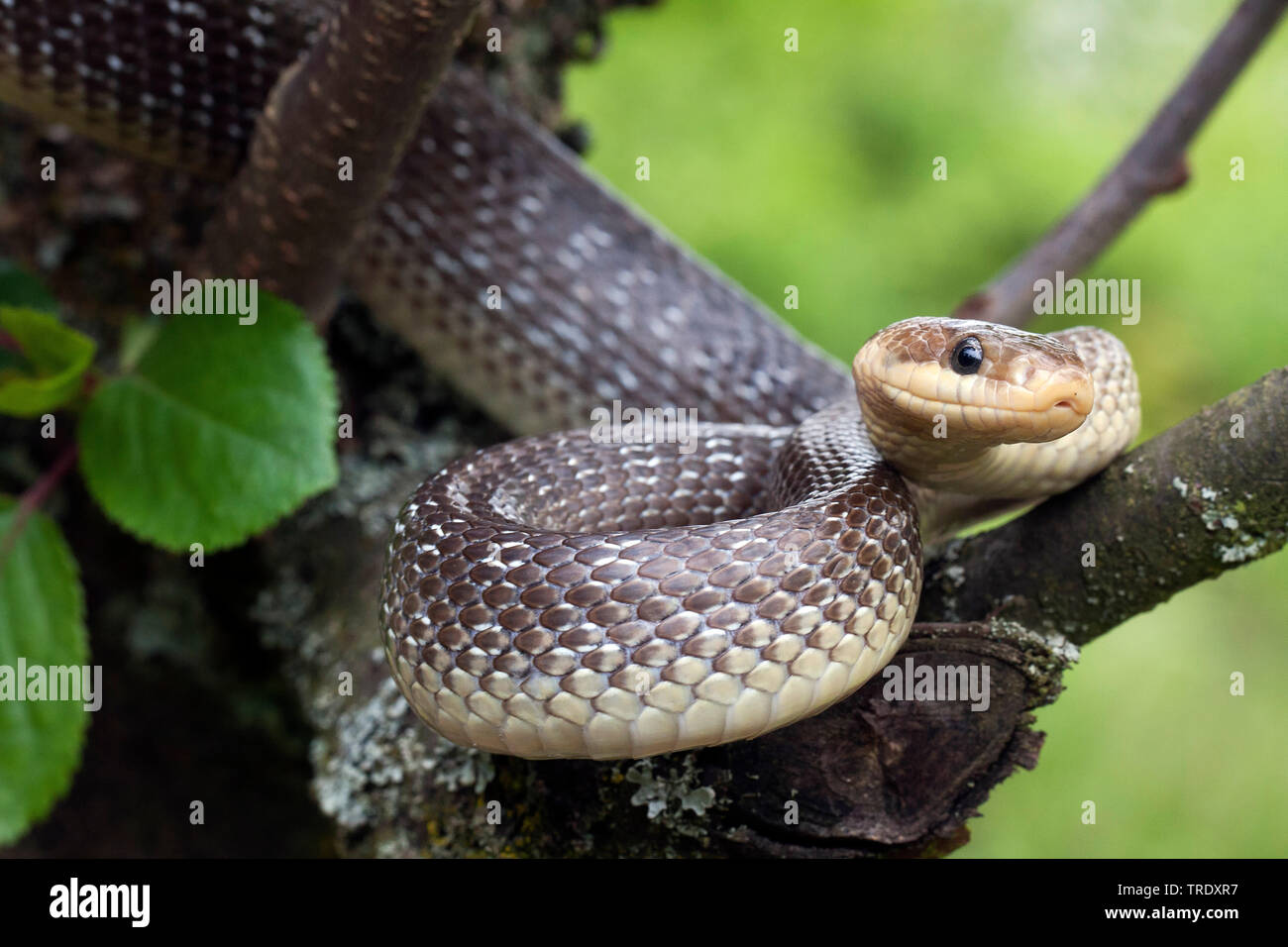 Aesculapian snake (Elaphe longissima, Zamenis longissimus), on a tree, Germany Stock Photo