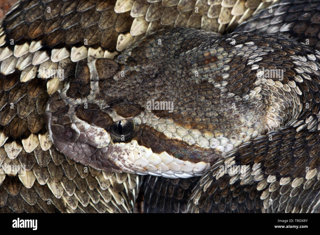 Western rattlesnake, Coronado Island Rattlesnake  (Crotalus viridis), portrait, Mexico, Baja California, Isla Coronado del Sur Stock Photo