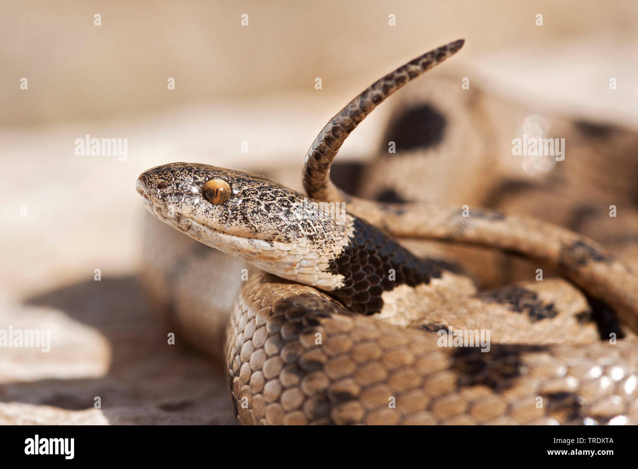 cat snake, European cat snake (Telescopus fallax), portrait, Israel Stock Photo