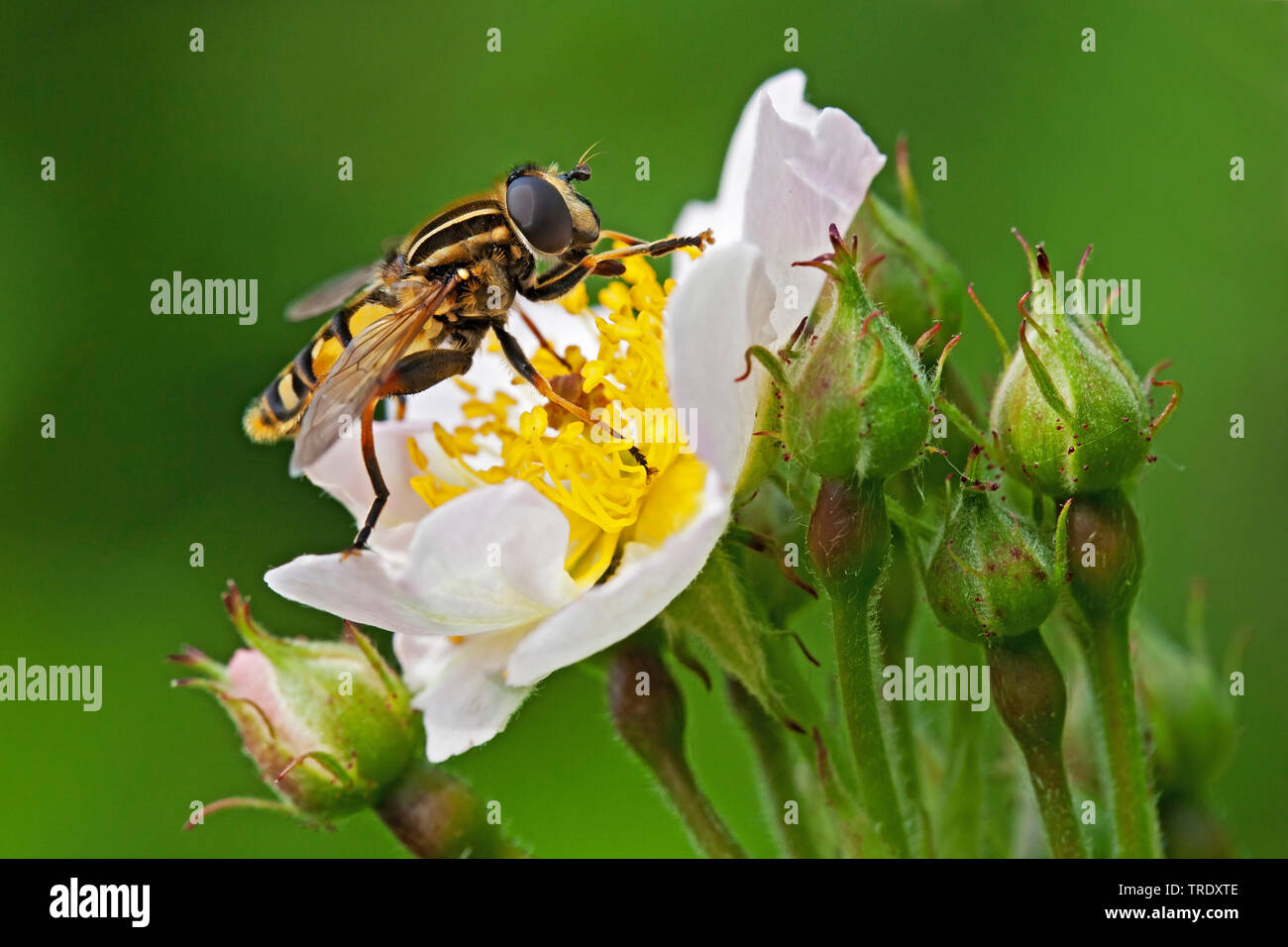 Large tiger hoverfly (Helophilus trivittatus), sitting on a rose flower, Netherlands Stock Photo