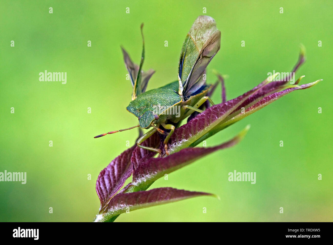 Green shield bug, Common green shield bug (Palomena prasina), sitting on young leaves, Netherlands Stock Photo