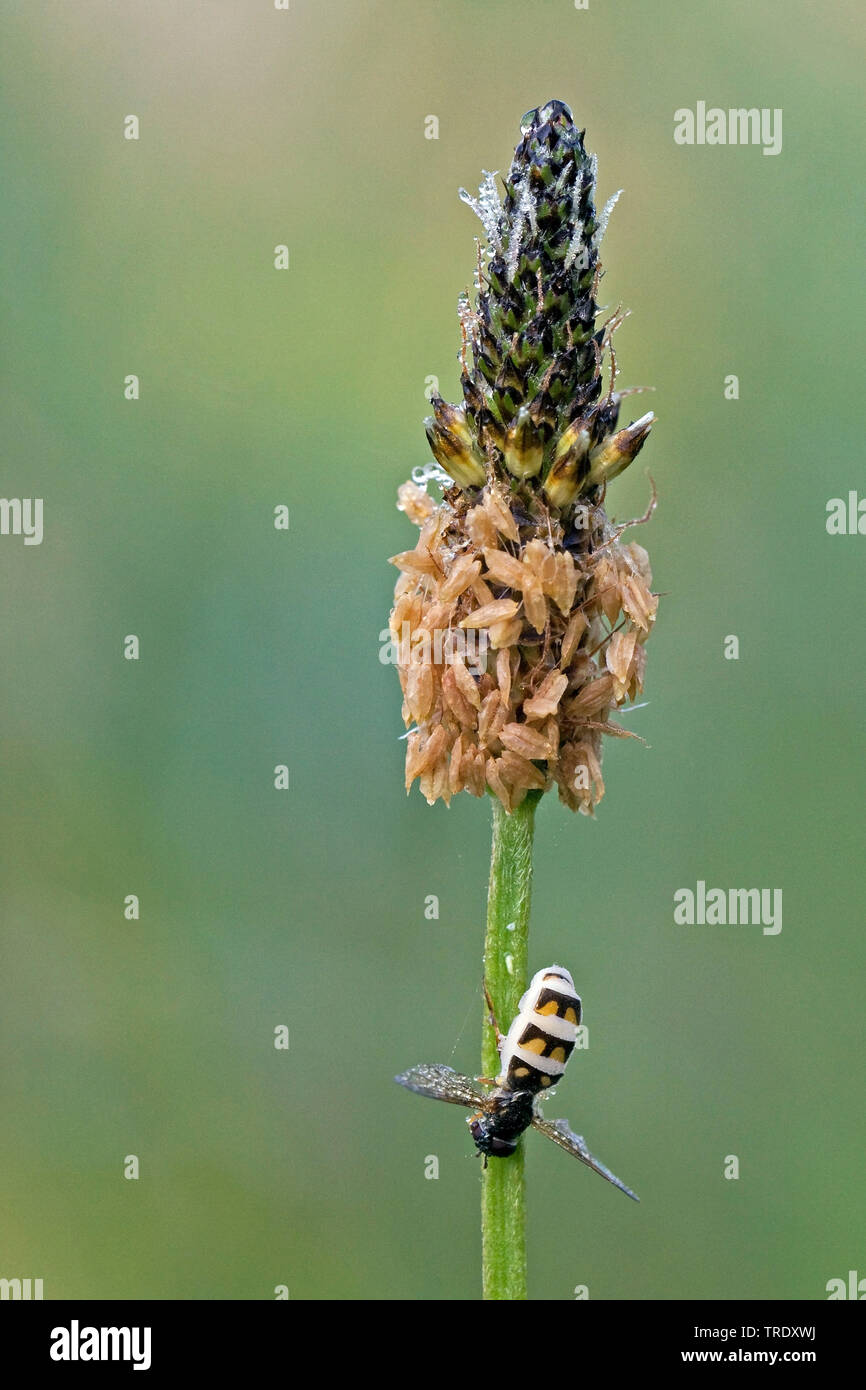 Entomophthora muscae (Entomophthora muscae, Empusa muscae), Dead Hover Fly with Muscoid Fly Fungus (Entomophthora muscae), Netherlands, Ulrum Stock Photo