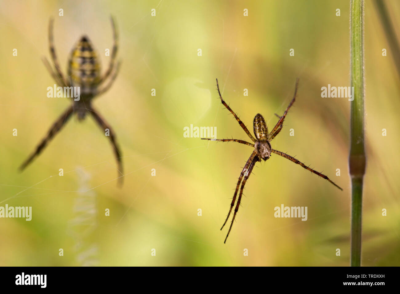 Black-and-yellow argiope, Black-and-yellow garden spider (Argiope bruennichi), Male and female Wasp Spider, Netherlands Stock Photo