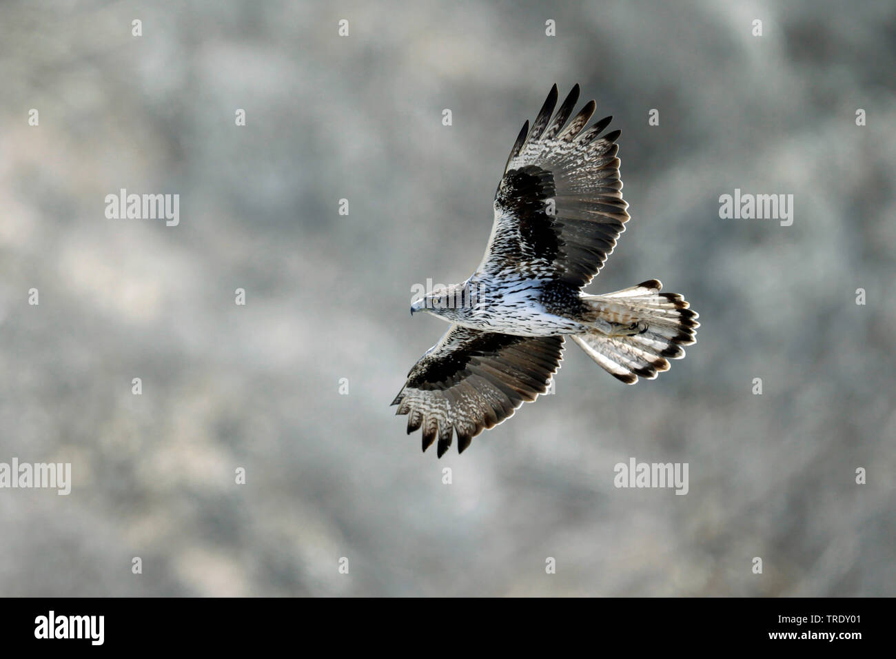 Bonellis eagle (Hieraaetus fasciatus, Aquila fasciata), adult male, Oman, Dhofar Stock Photo