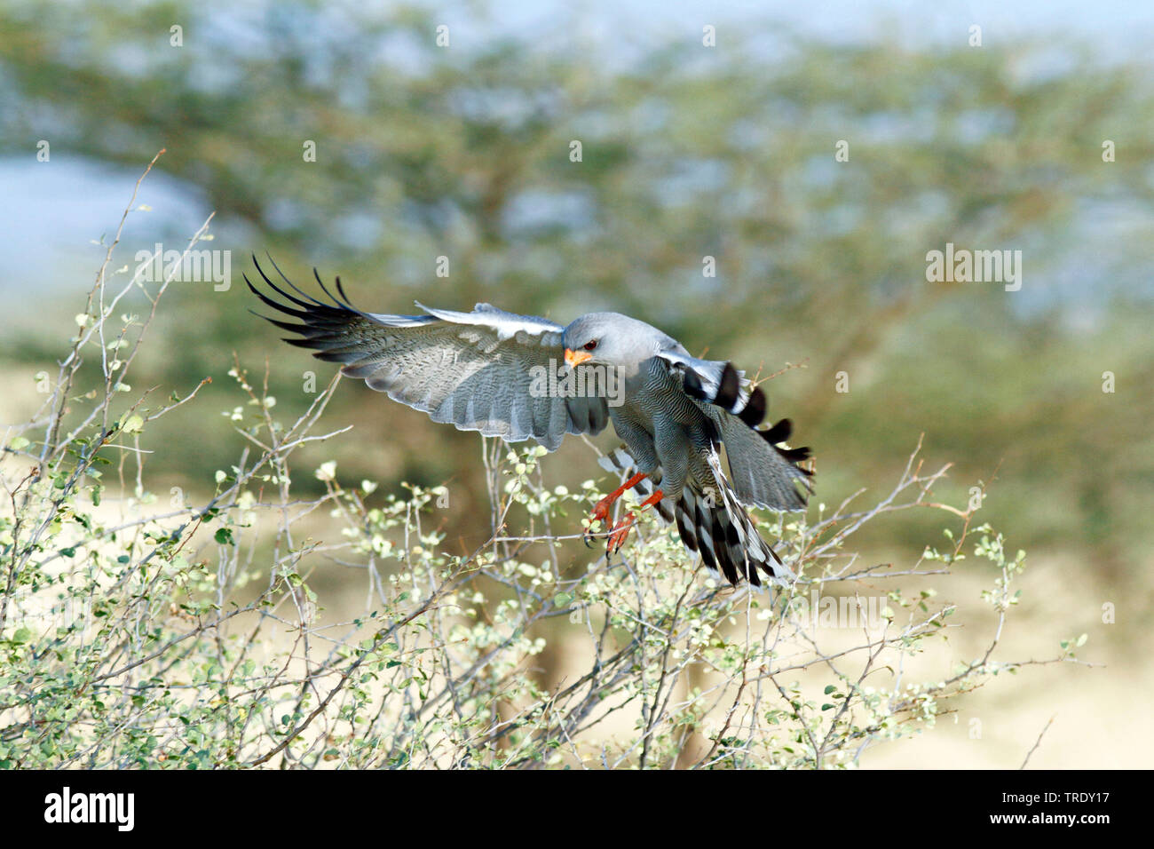 Dark chanting-goshawk (Melierax metabates), hunting, Ethiopia, Awash National Park Stock Photo