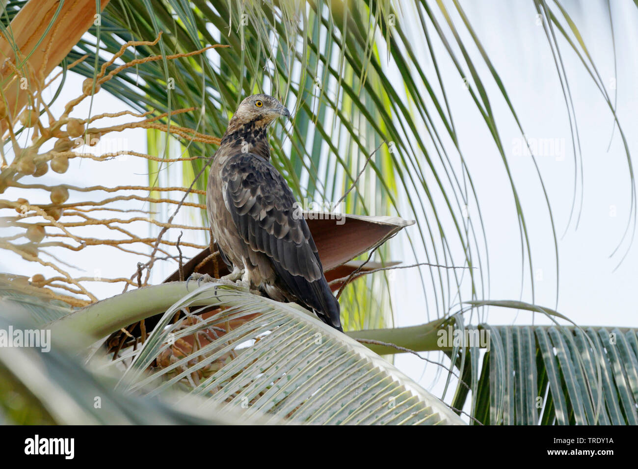 Oriental honey buzzard (Pernis ptilorhynchus orientalis, Pernis orientalis), female on a tree, Oman, Dhofar Stock Photo