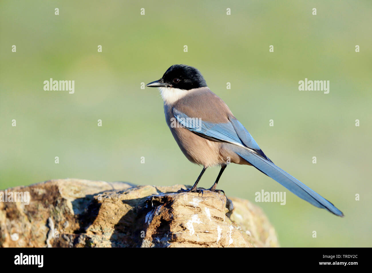 Iberian azure-winged magpie (Cyanopica cooki), sitting on a rock, Spain, Andalusia Stock Photo