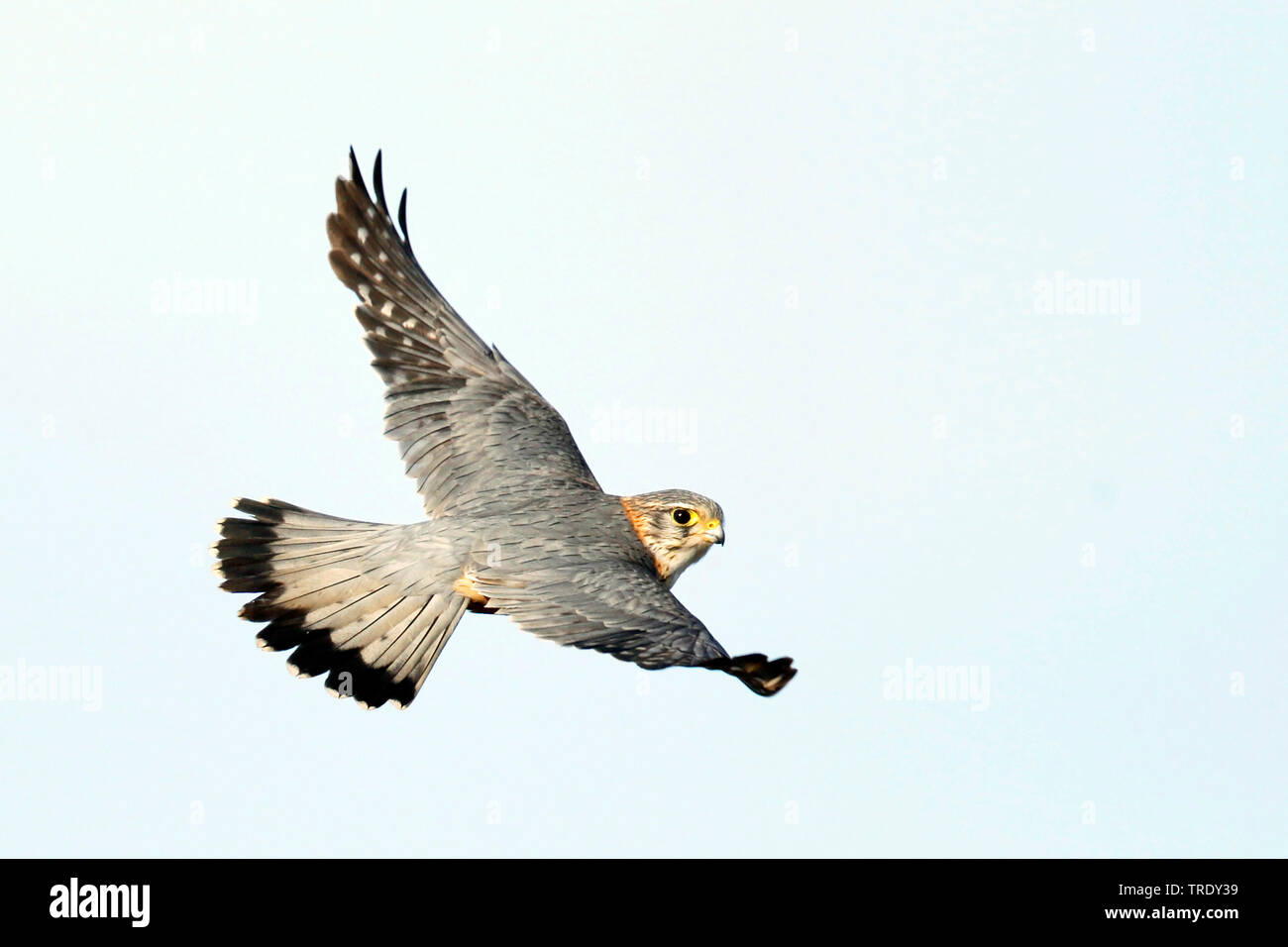 merlin (Falco columbarius aesalon, Falco aesalon), adult male in flight, Norway, Finnmark Stock Photo