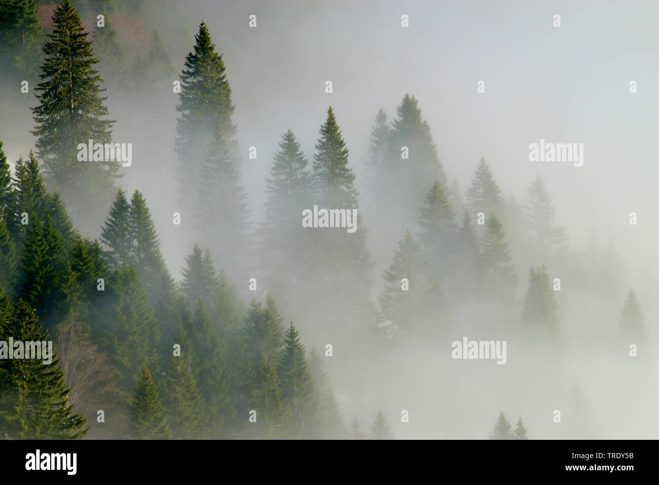 montain wood with mist, view from montain Kampenwand, Germany, Bavaria, Chiemgauer Alpen Stock Photo